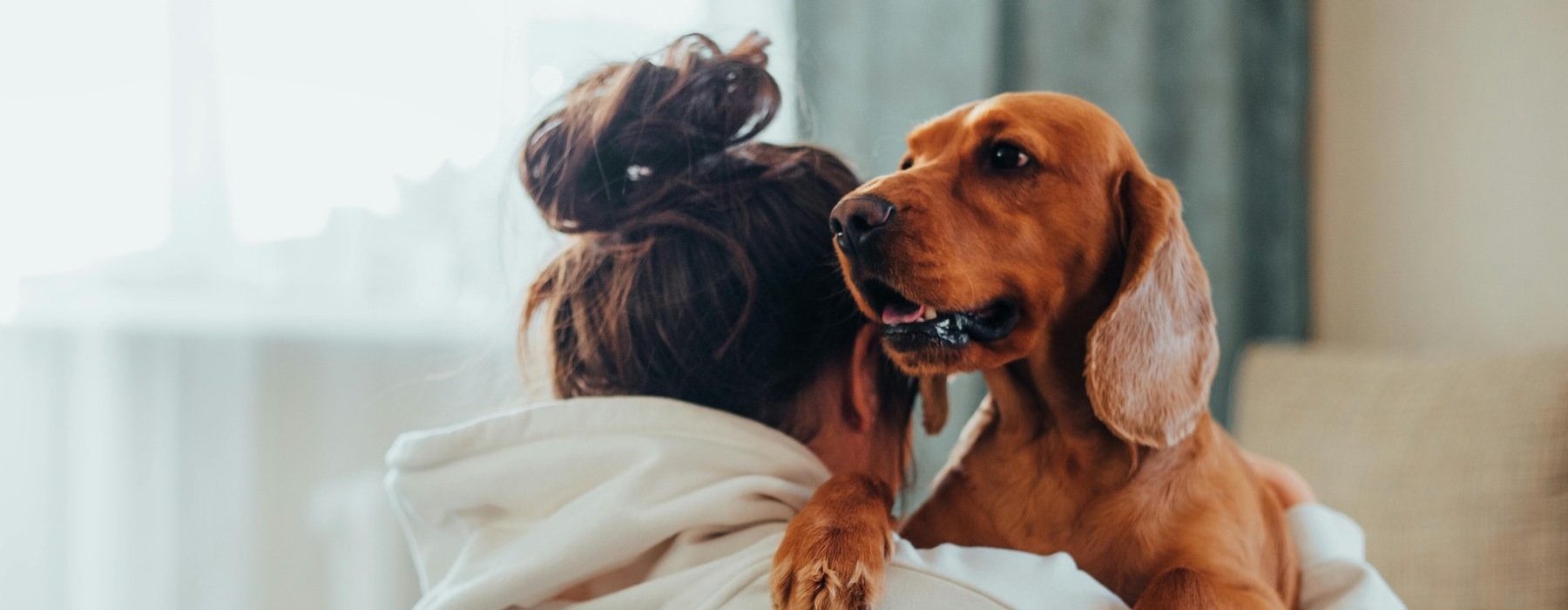 two dogs lying on a couch